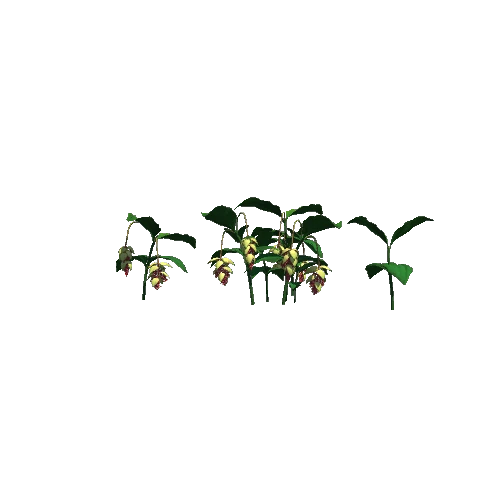Flower Medinilla Magnifica5